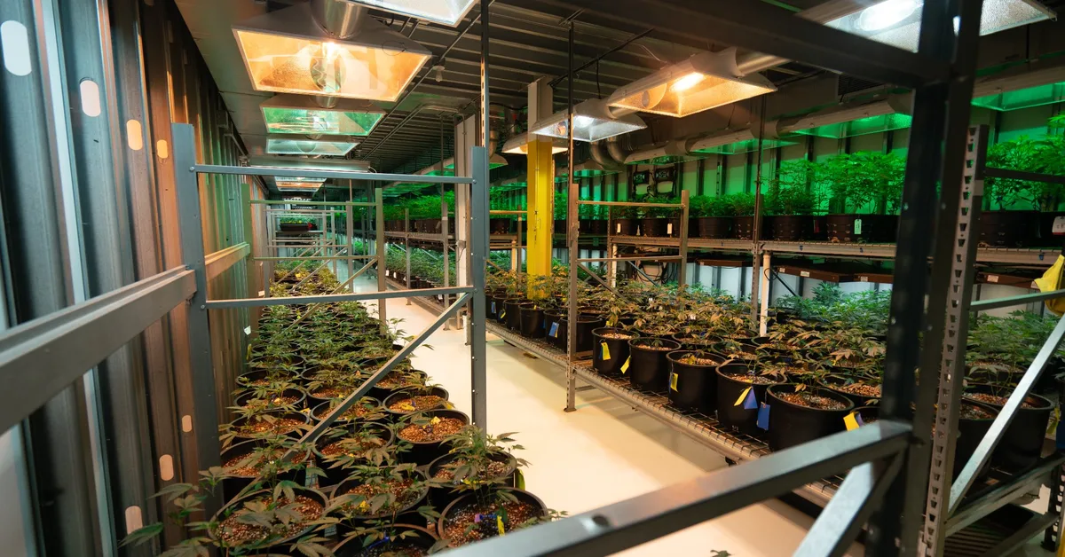 DCC security inspection access control badge requirements dispensary