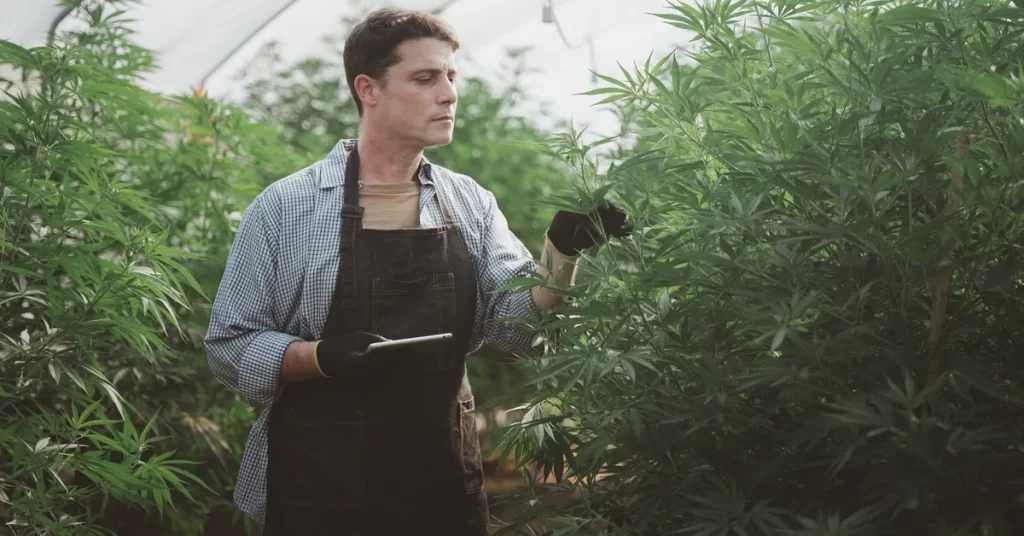 remote cannabis grow security solar powered camera monitoring