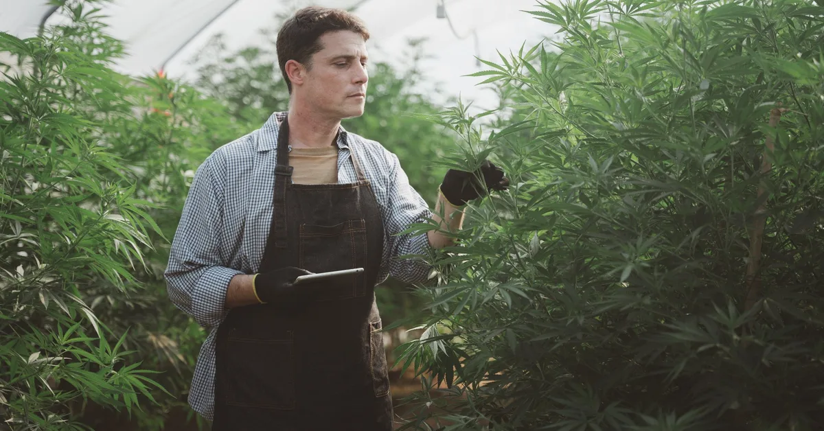 remote cannabis grow security solar powered camera monitoring